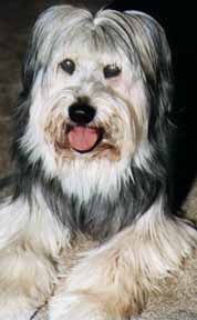 Our dog Lacy